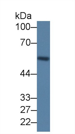 MAB934Hu23.jpg