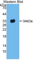 MAB934Ra22.jpg