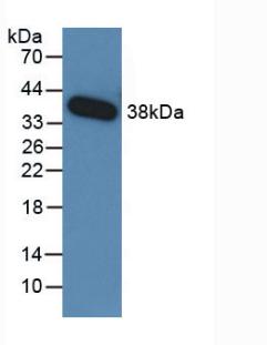 MAB949Hu24.jpg