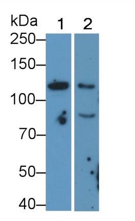 Monoclonal Antibody to Cluster Of Differentiation 34 (CD34)