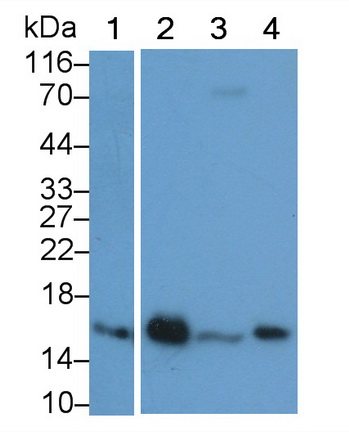 Monoclonal Antibody to Superoxide Dismutase 1 (SOD1)