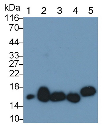 Monoclonal Antibody to Superoxide Dismutase 1 (SOD1)