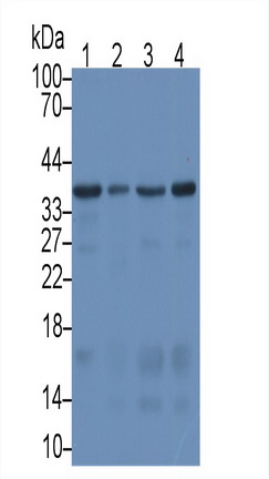 MAB966Hu24.jpg