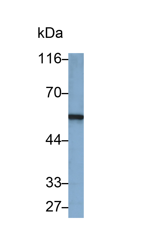 MAB966Hu29.jpg