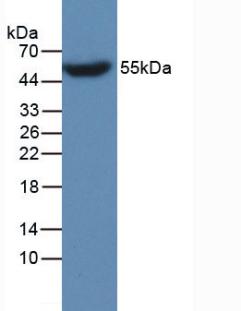 Monoclonal Antibody to Apolipoprotein A4 (APOA4)