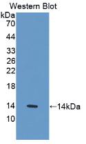 MAB980Hu22.jpg