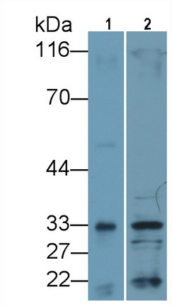 MAB980Ra23.jpg