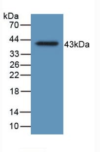 MAB995Hu23.jpg