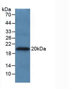 MAB997Hu24.jpg