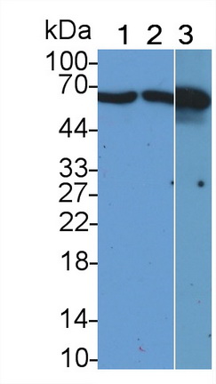 MAC123Hu21.jpg