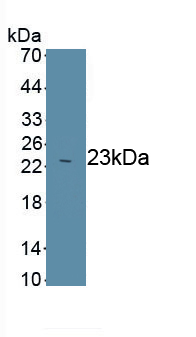 MAC123Hu22.jpg