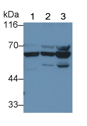 Monoclonal Antibody to Histone Deacetylase 1 (HDAC1)