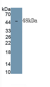 MAC441Hu21.jpg