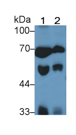 Monoclonal Antibody to Histidine Rich Glycoprotein (HRG)