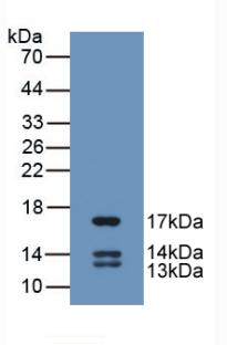 Monoclonal Antibody to Urocortin 2 (UCN2)