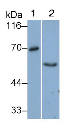 MAC598Hu21.jpg