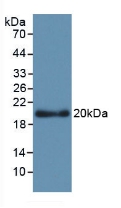 MAD516Hu21.jpg