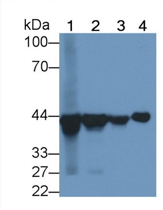 MAD853Hu22.jpg