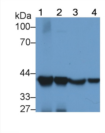 MAD853Hu24.jpg