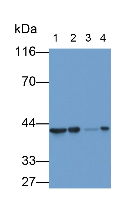 MAD853Hu25.jpg