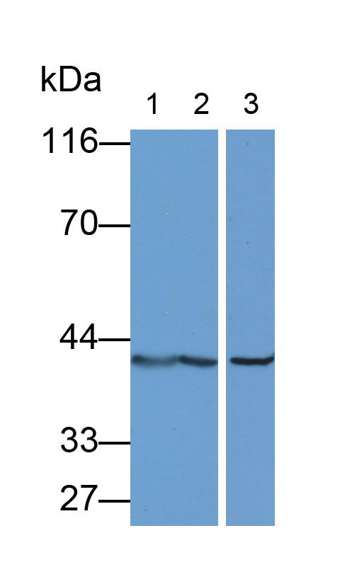 MAD853Hu29.jpg