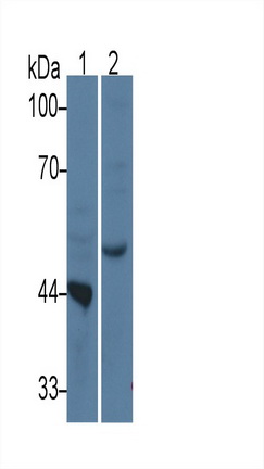 Monoclonal Antibody to Tryptophan-2,3-dioxygenase (TDO)