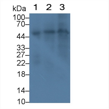 MAE435Ra21.jpg