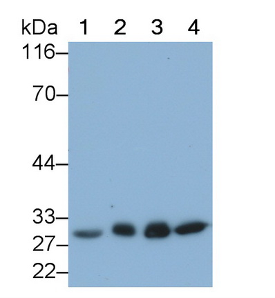 MAE528Hu21.jpg