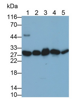 MAE528Hu29.jpg