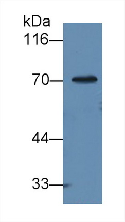 MAE570Hu22.jpg