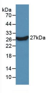 MAE748Hu21.jpg