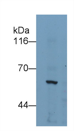 MAE748Hu22.jpg