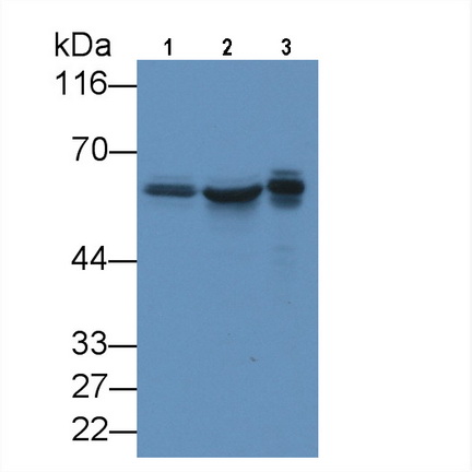 MAE748Hu23.jpg