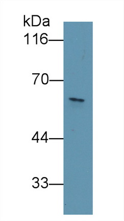 MAE748Hu25.jpg