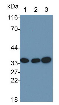 MAE784Hu21.jpg