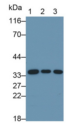 MAE784Hu22.jpg