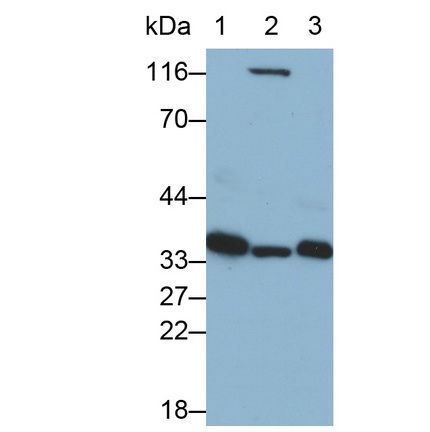 MAE784Hu25.jpg