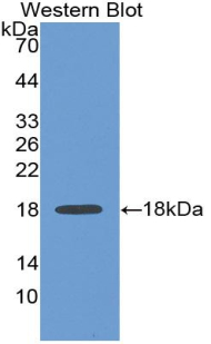 Monoclonal Antibody to Annexin A4 (ANXA4)