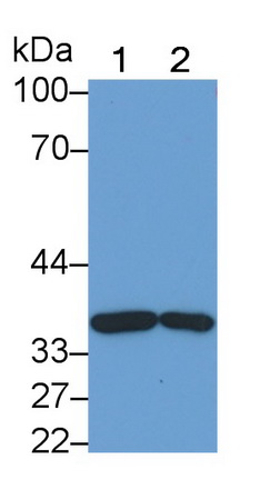 Monoclonal Antibody to Annexin A3 (ANXA3)