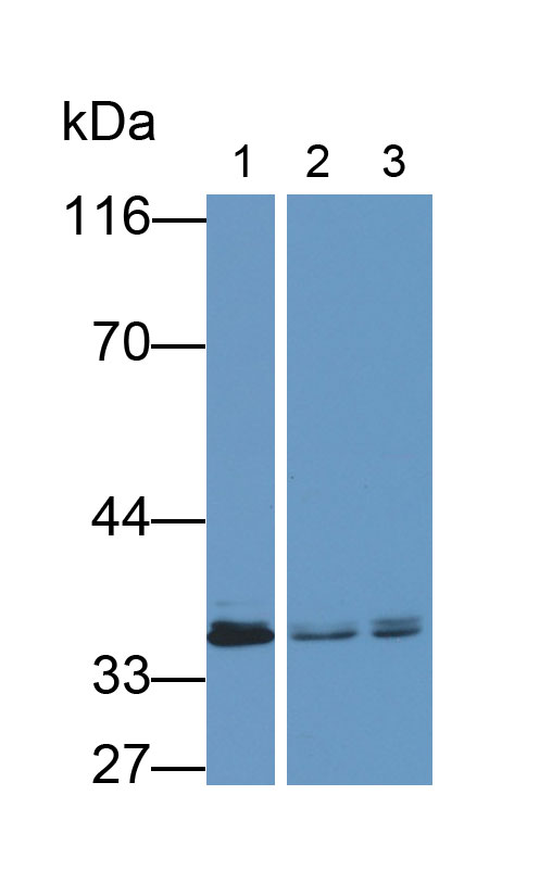 MAE786Hu27.jpg