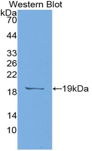 MAE787Gu21.jpg