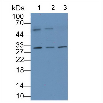 MAE843Hu21.jpg