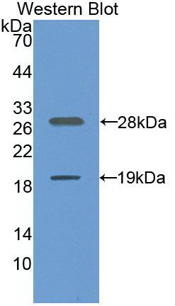 MAE912Hu22.jpg