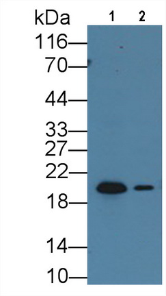 MAF358Ra24.jpg