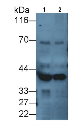 MAF390Hu23.jpg