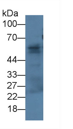 Monoclonal Antibody to Fibulin 3 (FBLN3)