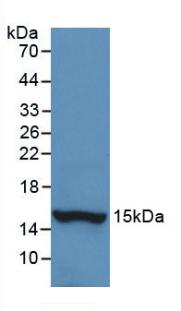 Monoclonal Antibody to Histatin 1 (HTN1)