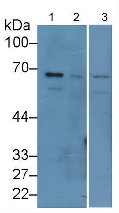 MAF548Hu22.jpg