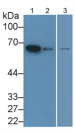 Monoclonal Antibody to Lamin B1 (LMNB1)