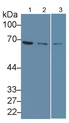 Monoclonal Antibody to Lamin B1 (LMNB1)